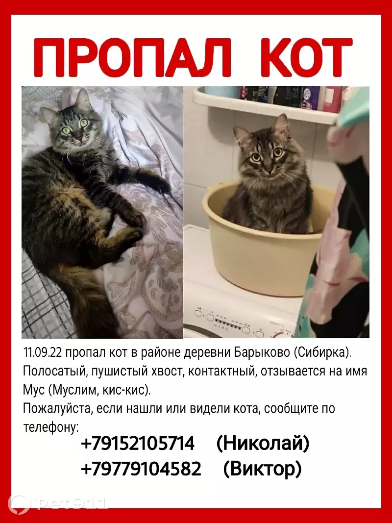 Пропала кошка Мальчик в Барыково, МО. | Pet911.ru