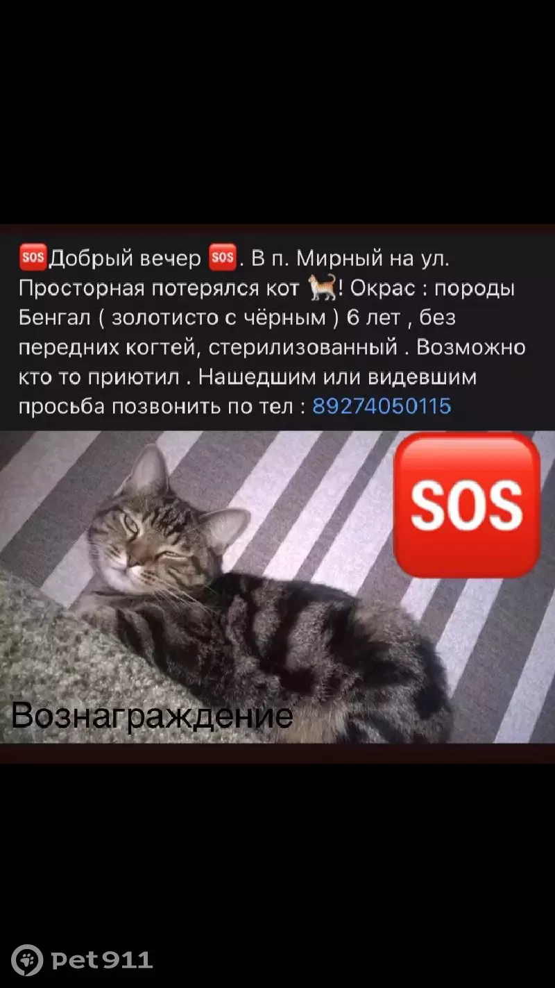 Пропала кошка на улице 17, Казань | Pet911.ru