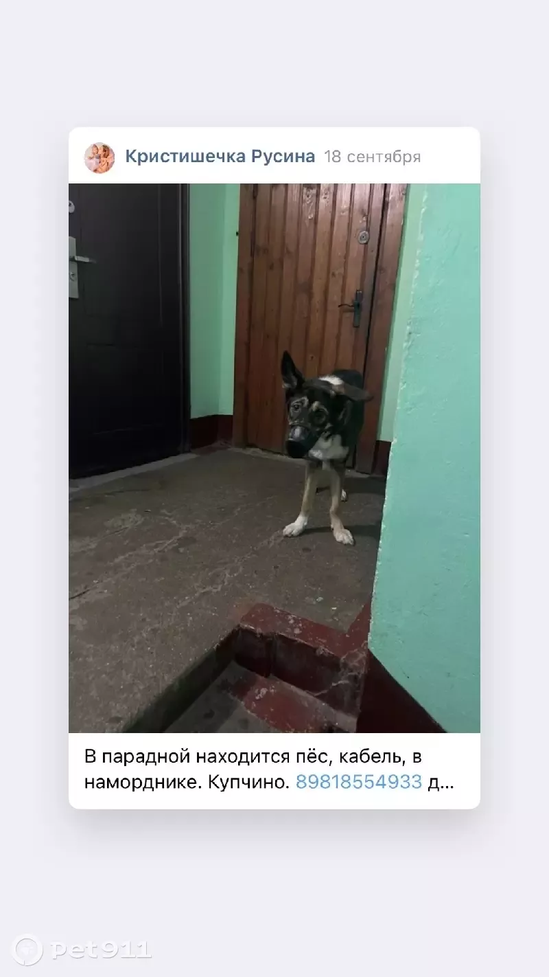 Собака в наморднике на Будапештской | Pet911.ru