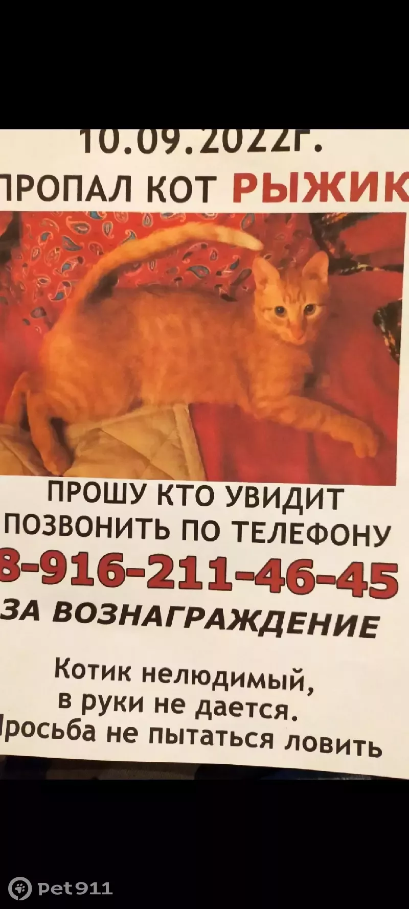 Пропала кошка Рыжик, Москва, Коломенский проезд 21. | Pet911.ru