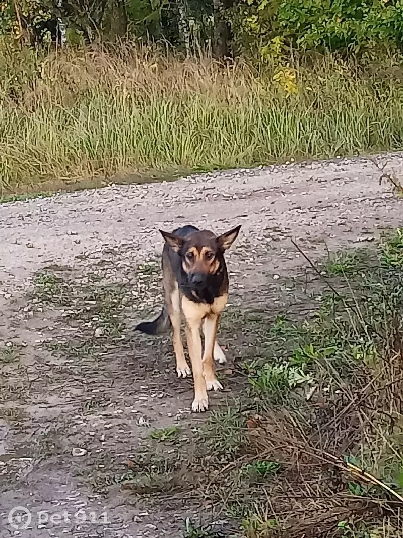 Собака найдена на ул. Стадионная, 4 в Малоярославце | Pet911.ru