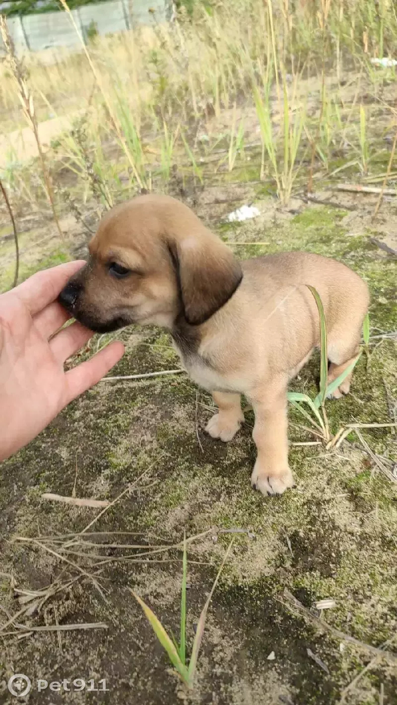 Найден щенок метис таксы, пр. Ф. Амирхана, 1 к1, Казань. | Pet911.ru