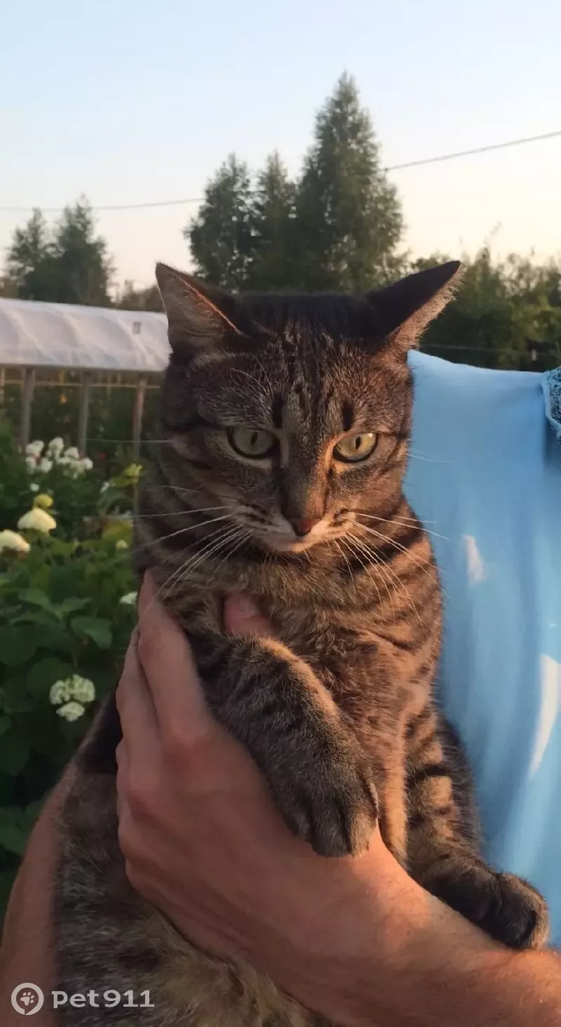 Пропала кошка в Коттеджном поселке Ле-Вилль, Ярославль-Любим. - photo