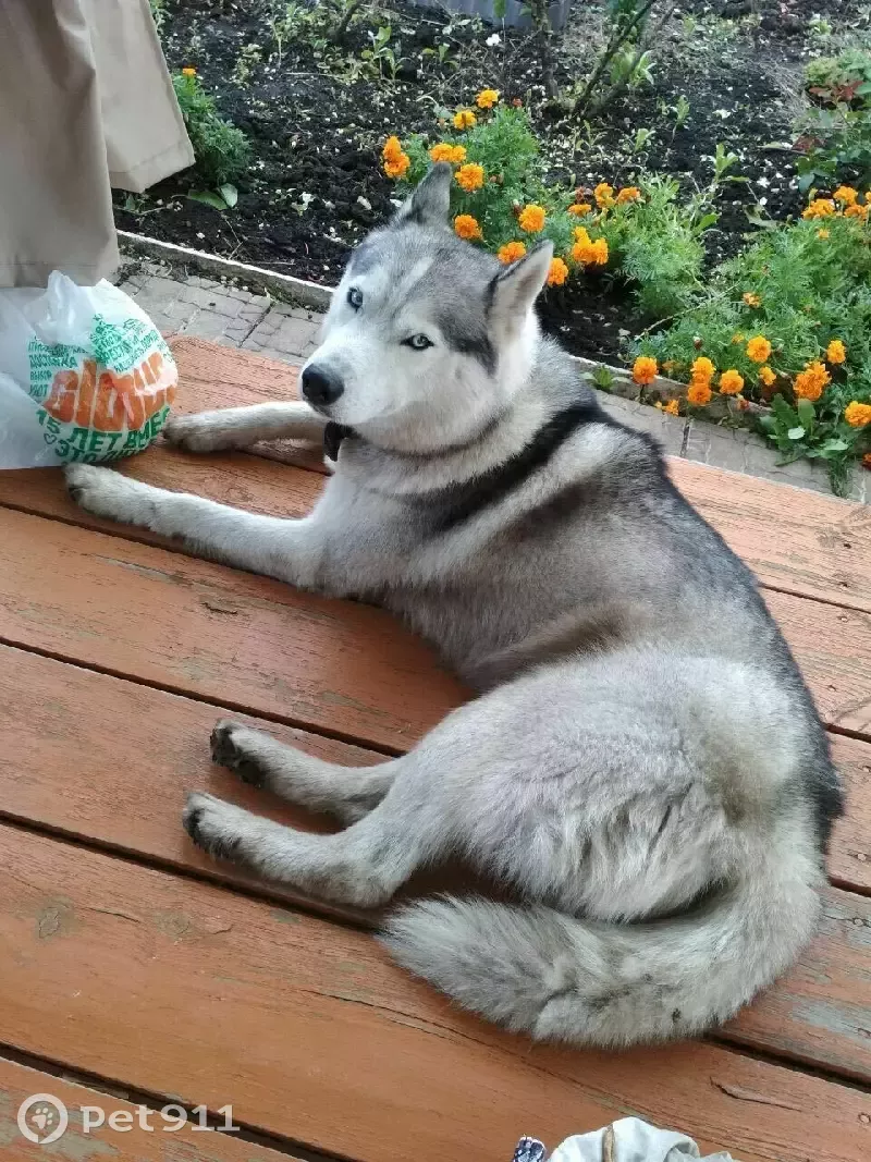 Собака Хаски на даче в Новомосковске | Pet911.ru