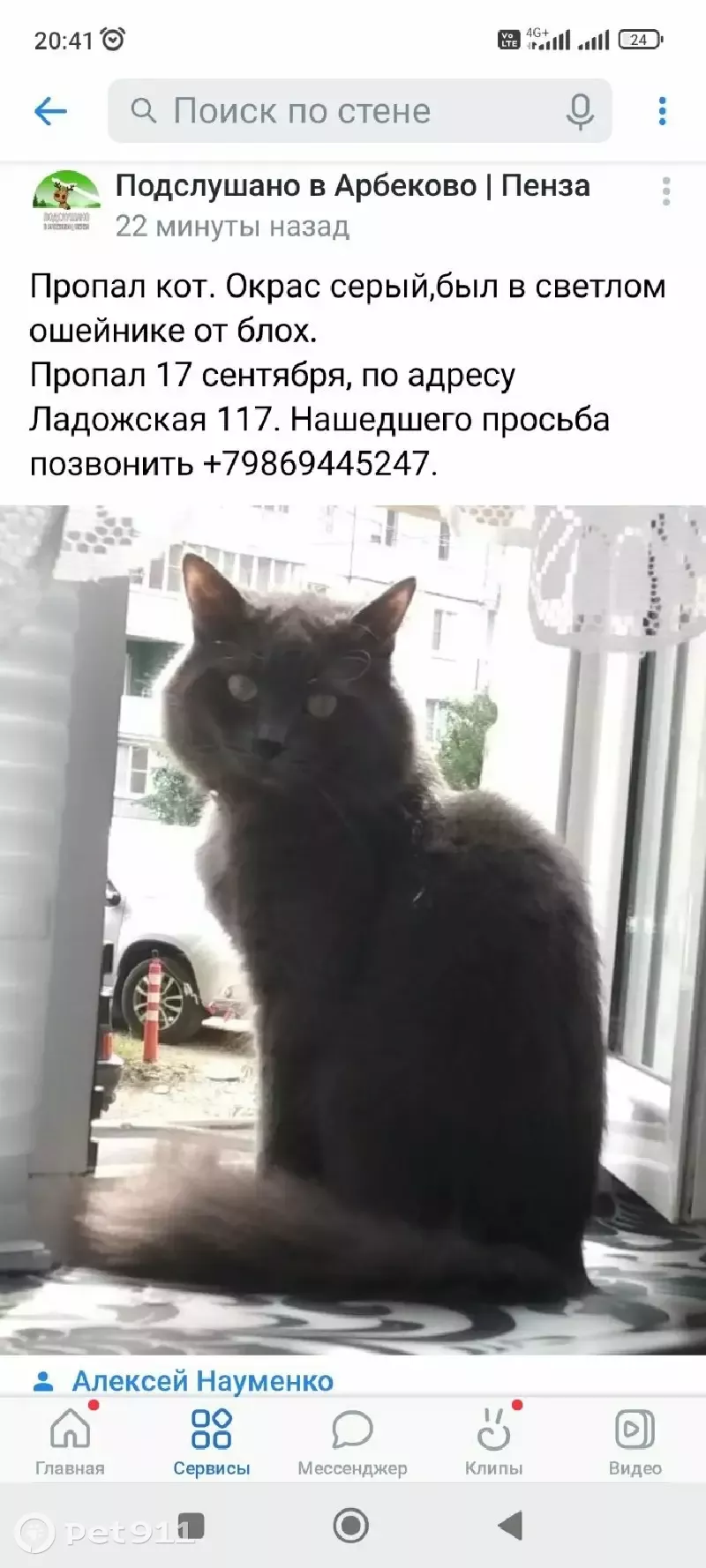 Пропала кошка на Ладожской улице, 117 в Пензе | Pet911.ru