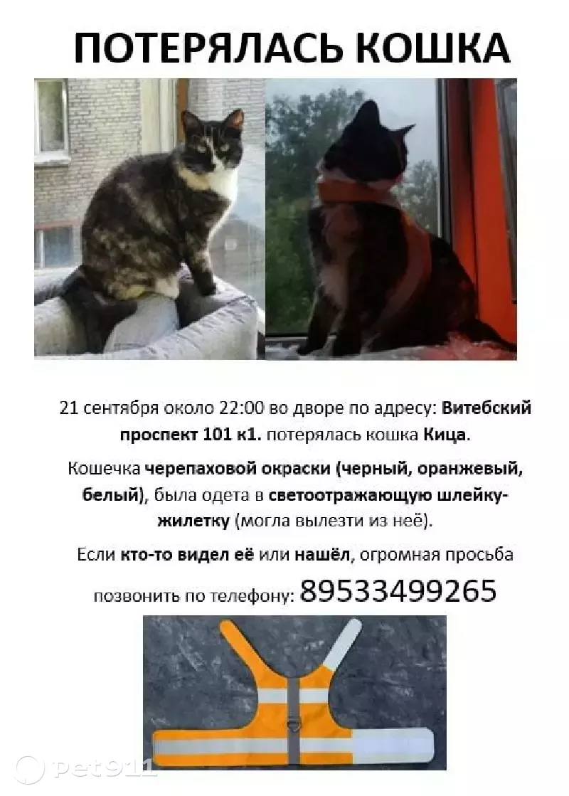 Пропала кошка на Витебском проспекте 101 к1 | Pet911.ru