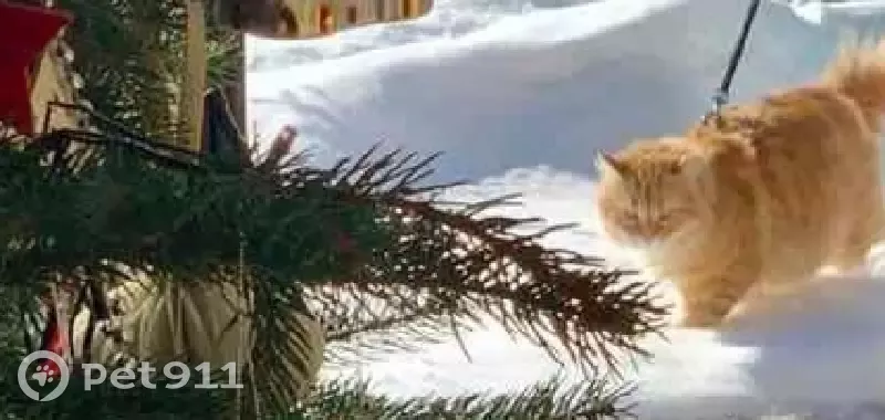 Пропала кошка в ДНП Луцино на Луцинском шоссе - photo