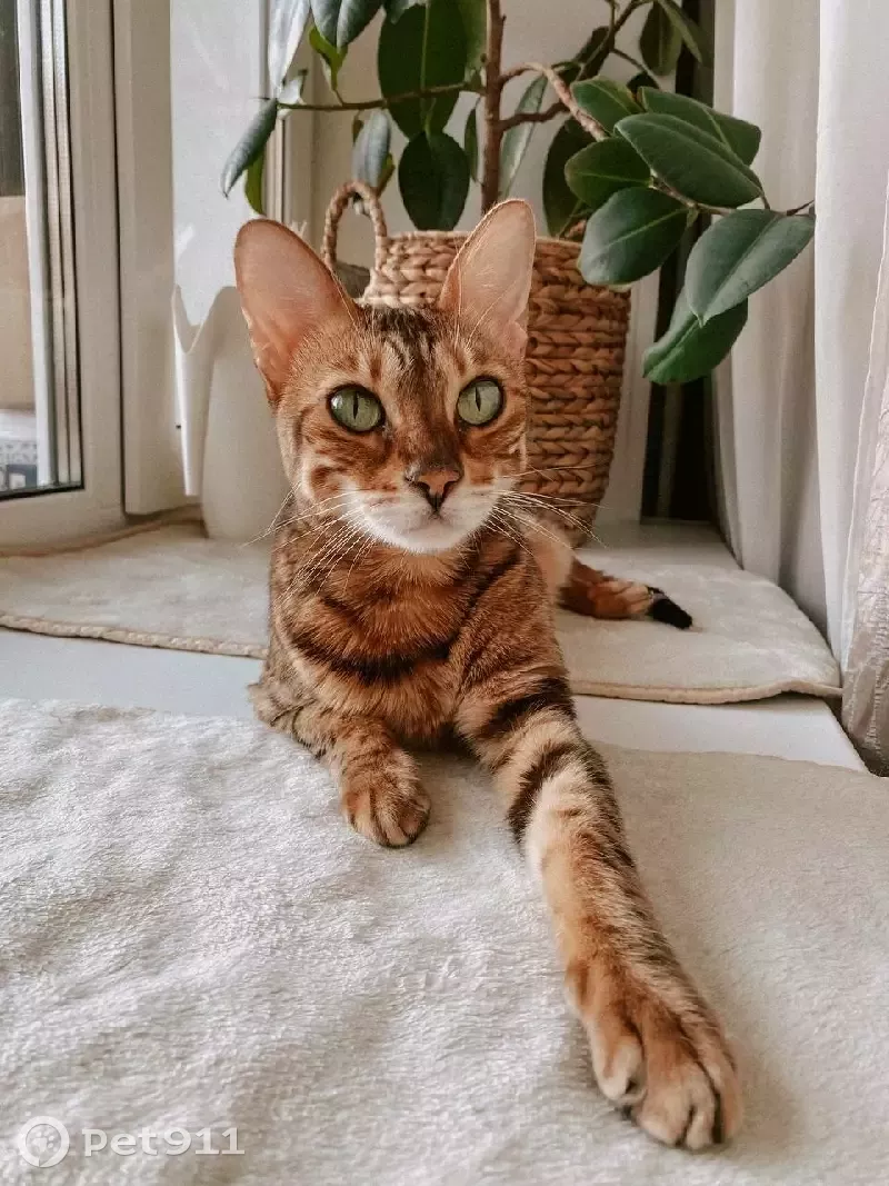 Кошки рифма. Бенгальский кот с зелеными глазами. Рифма про кошку
