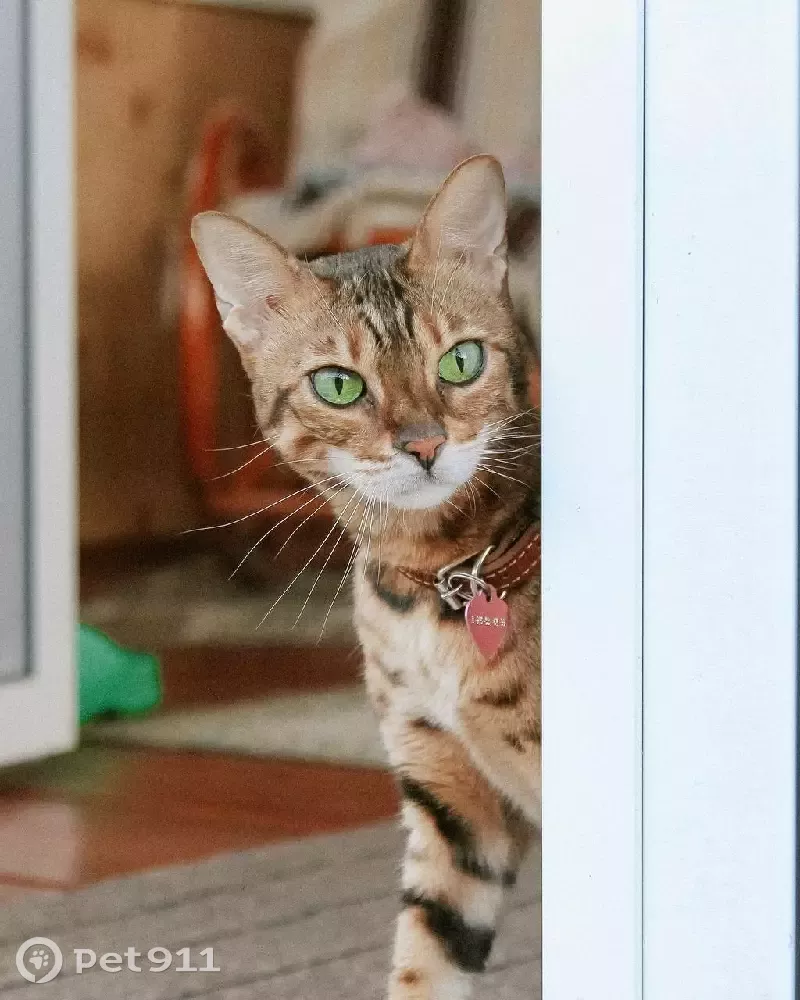 Кошки рифма. Бенгал с зелеными глазами. Котах