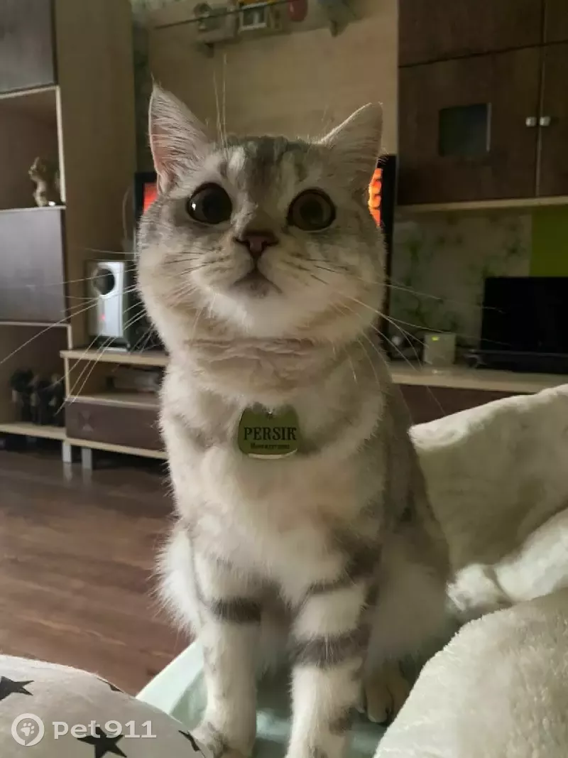 Пропал кот, Героев Труда 28, Новосибирск - photo