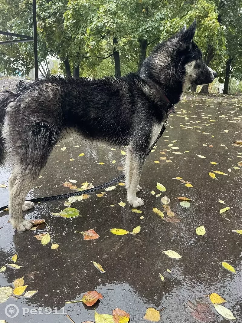 Найдена собака на улице Полбина, Москва | Pet911.ru