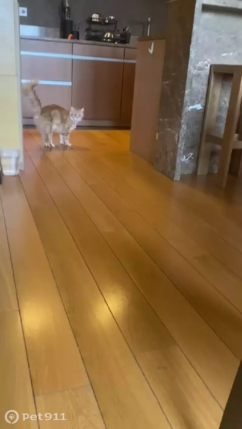 Пропала рыжая кошка с ошейником на Луцинском шоссе - photo