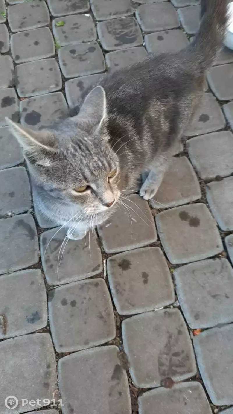 Пропала кошка на Тимуровской улице в Санкт-Петербурге - photo