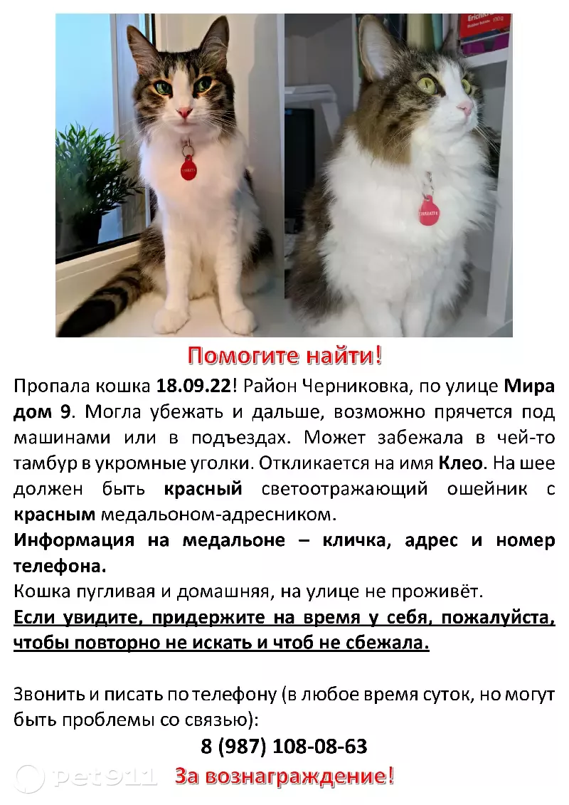 Пропала кошка на улице Мира, 9 в Уфе | Pet911.ru