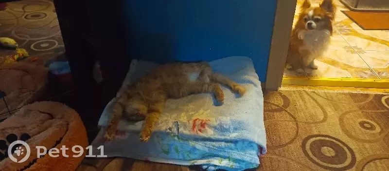 Пропал кот Филя на ул. Бурцева, 20, СПб - photo