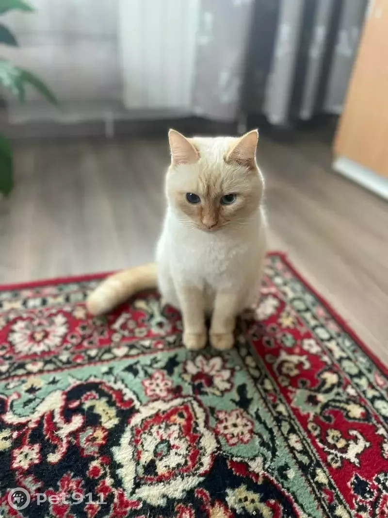 Пропала кошка Мальчик на Вишнёвой улице, Курегово. - photo