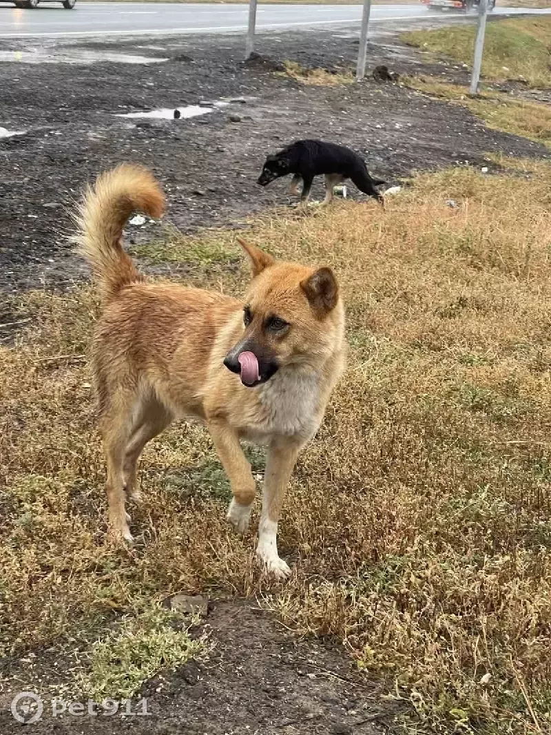 Найдена собака в Самаре, ищет новый дом | Pet911.ru