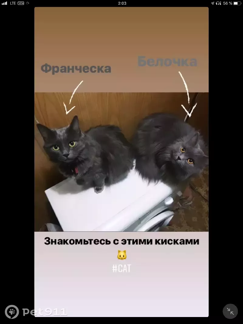 Пропала кошка на ул. Лётчика Бабушкина, 3 в Москве | Pet911.ru