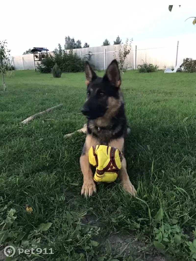 Пропала собака Тайфун в деревне Елькино, Кашира, Московская область |  Pet911.ru