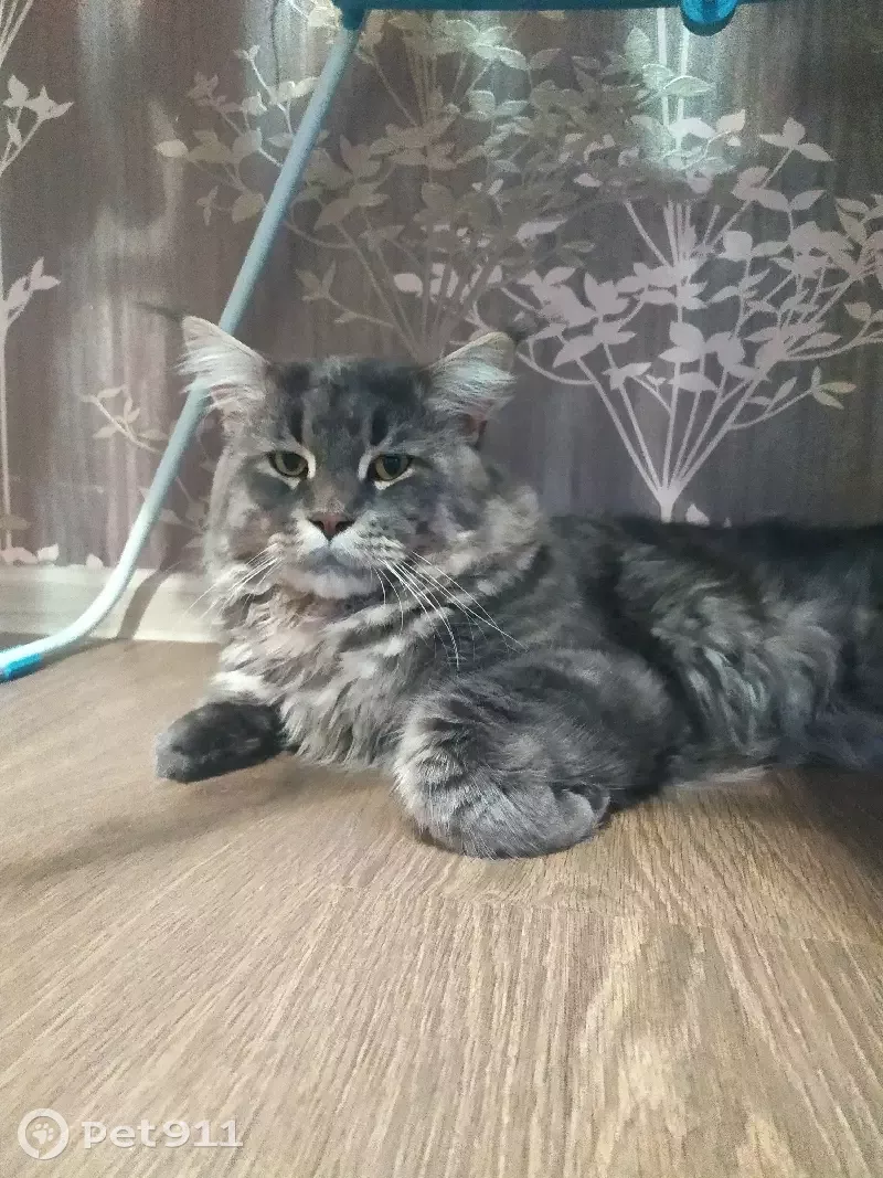 Пропал кот Мейн кун в снт 