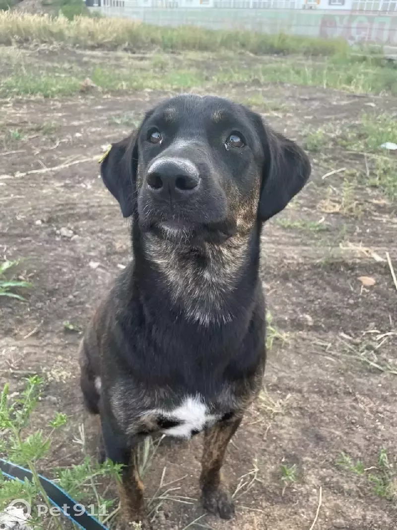 Пропала собака на ул. Ткаченко, 1,5 лет, коричнево-черная, без ошейника. - photo