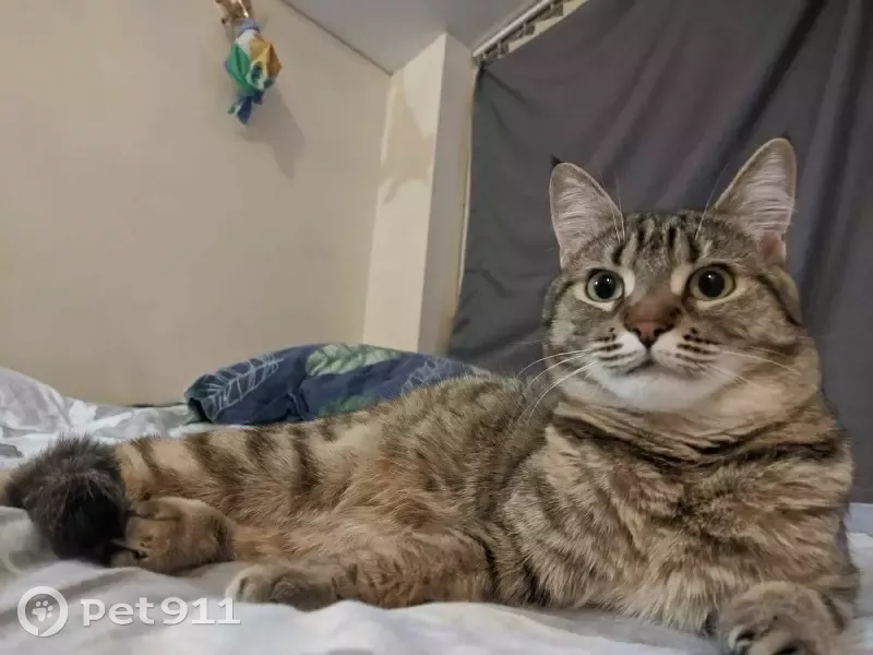 Пропала кошка Василиса на Богданова, 48 к1, Москва - photo