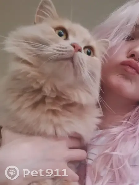 Пропала кошка на Комендантском проспекте, боится людей. - photo