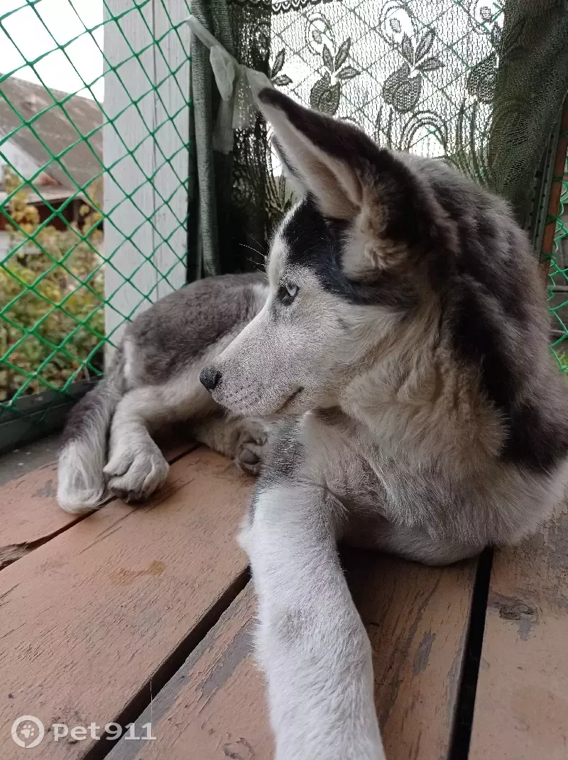 Щенок хаски найден на ул. П.Кучияк, Горно-Алтайск | Pet911.ru