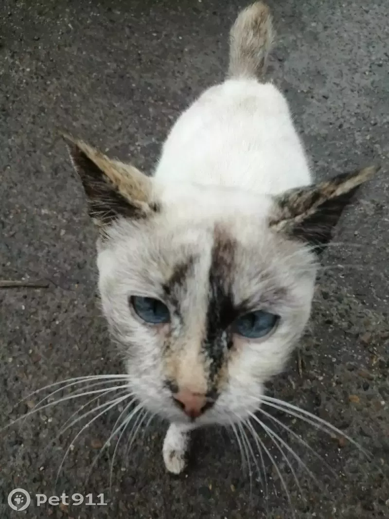 Найдена ласковая кошка на Московском шоссе, 17 в Ульяновске | Pet911.ru