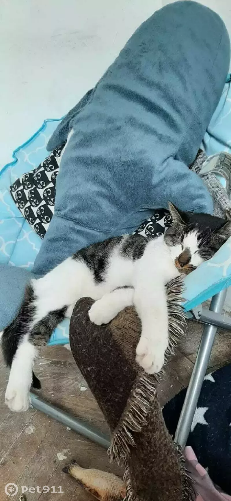 Пропал кот на Рузовской улице, СПб - photo