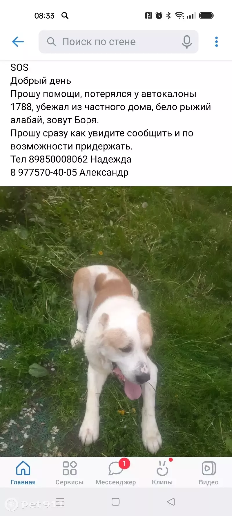 Пропала собака Боря на улице Герцена, Подольск | Pet911.ru