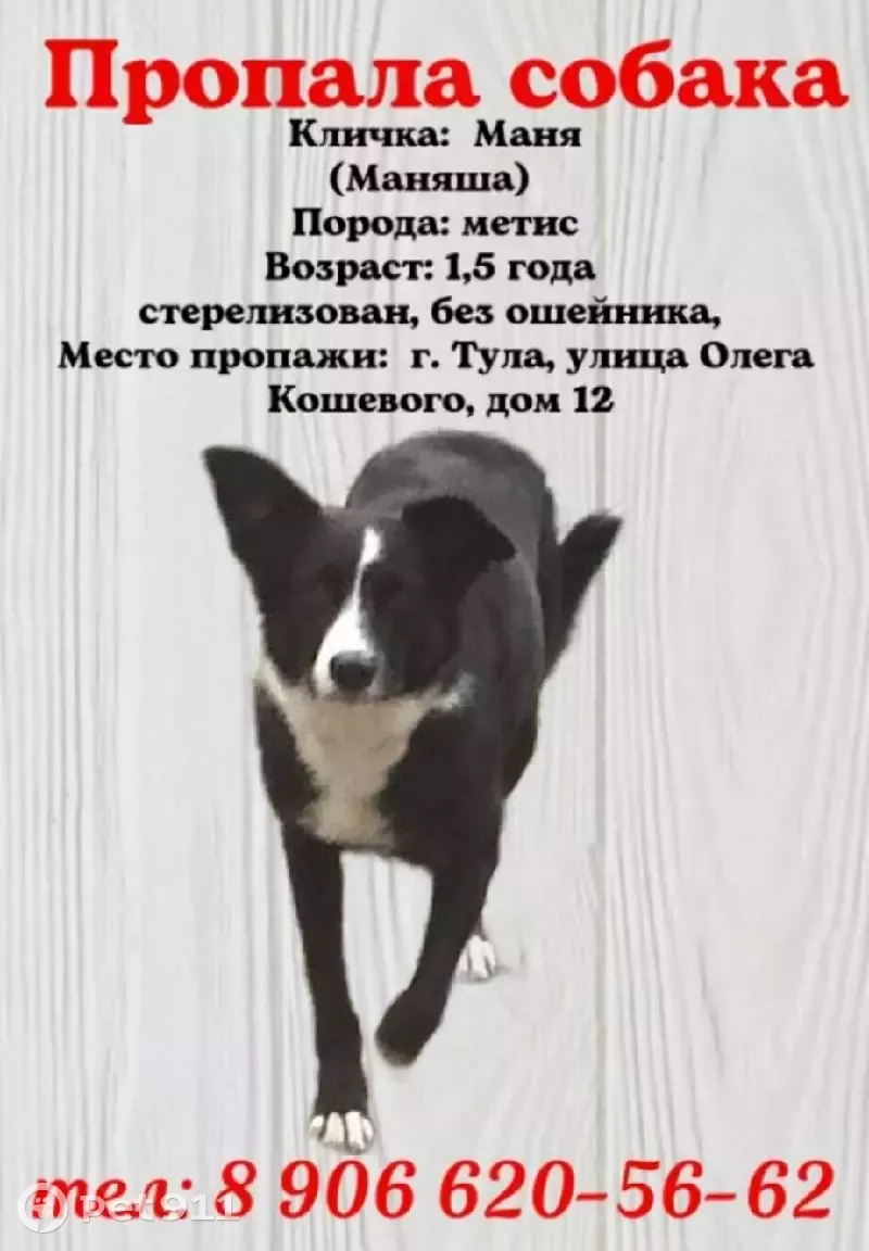 Пропала собака Маняша ул. Олега Кошевого, 16, Тула | Pet911.ru