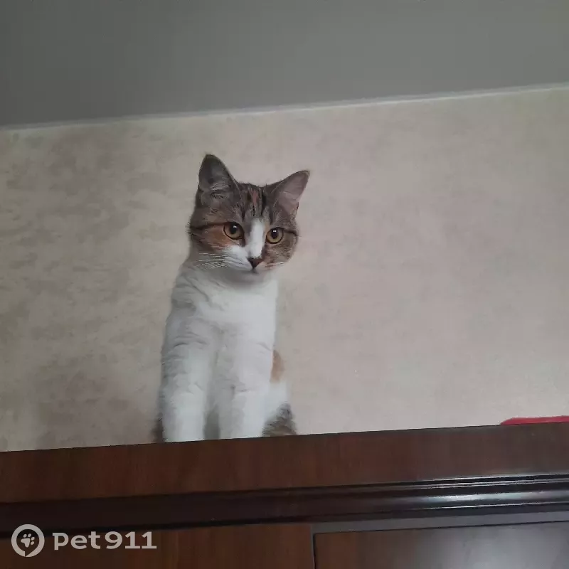 Пропала кошка МАКИ, рыже-бело-серого окраса, адрес: Марковское городское  поселение. | Pet911.ru