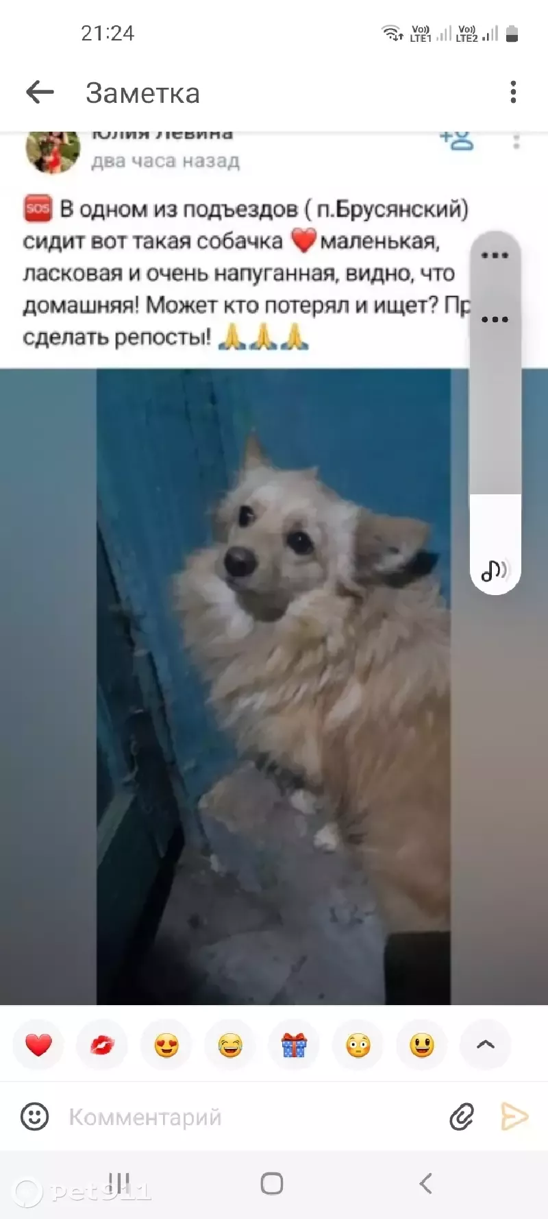 Собака на Полевой улице, Брусянский район | Pet911.ru