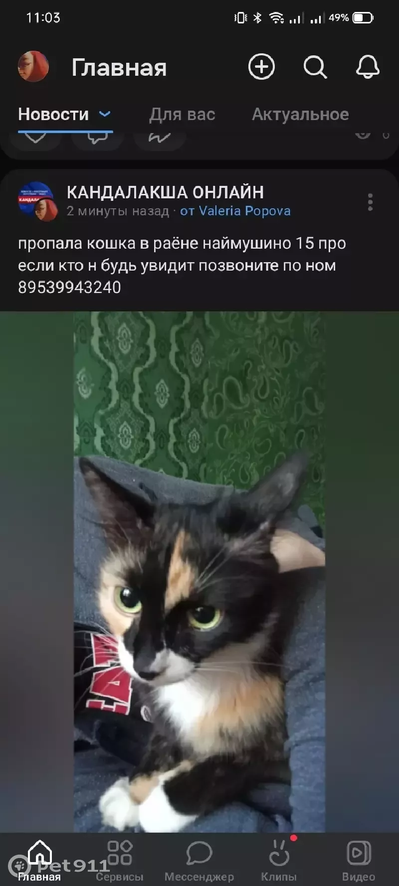 Пропала трёхцветная кошка на Наймушина, 15, Кандалакша. | Pet911.ru