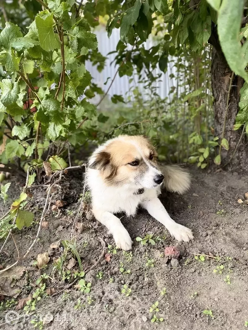 Пропала собака Тузик на ул. Нефтегорская, 22, Волгоград | Pet911.ru