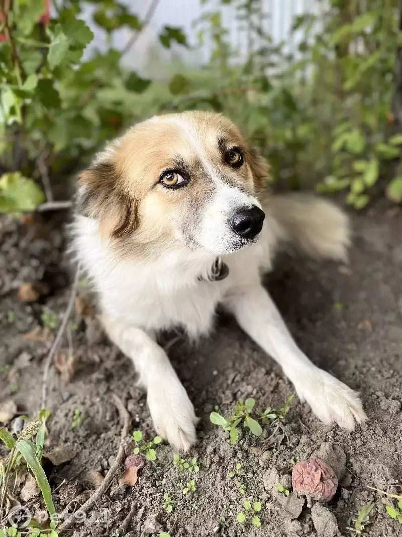 Пропала собака Тузик на ул. Нефтегорская, 22, Волгоград | Pet911.ru