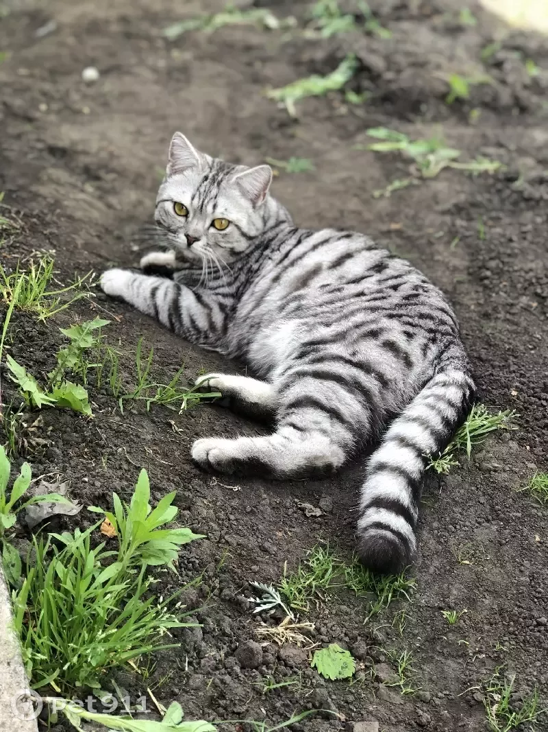 Пропала кошка в Чердаклинском городском поселении. - photo