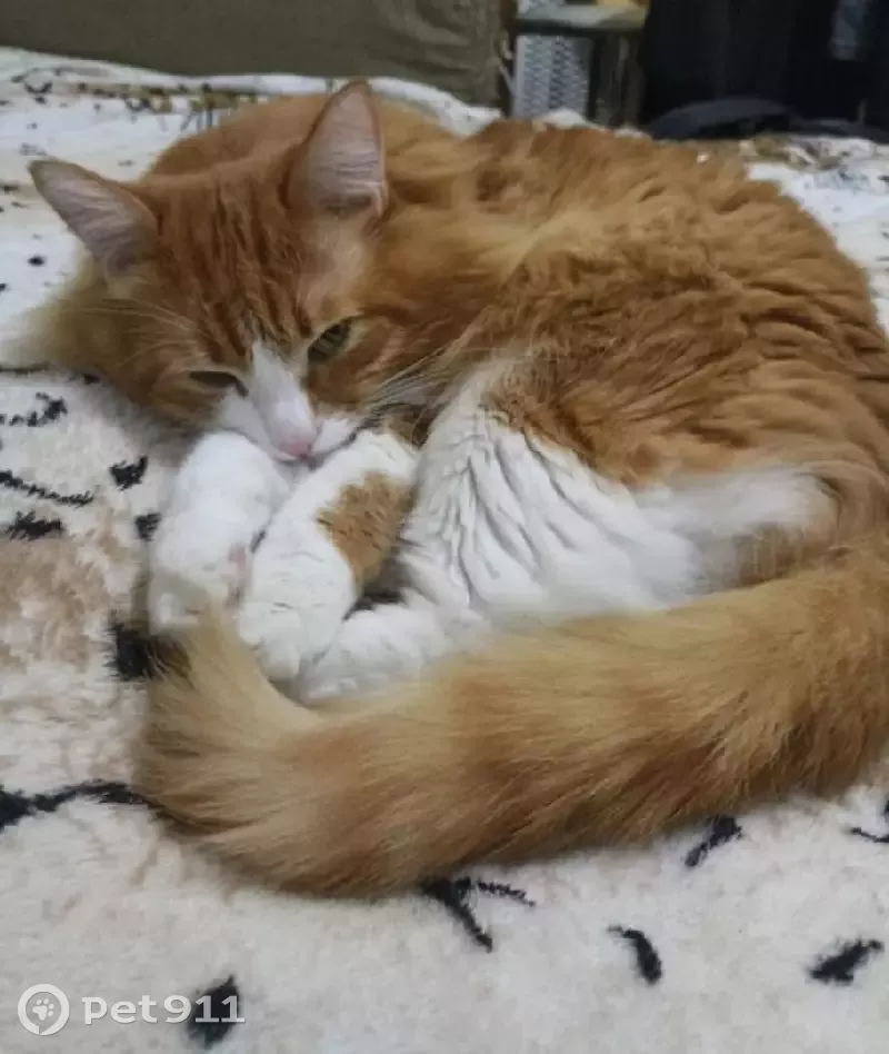 Пропала кошка Саймон, Полесская 2, помогите найти! - photo