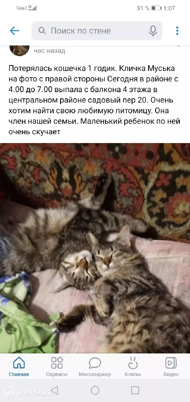 Пропала кошка Муська, выпала с балкона 4 этажа в Твери | Pet911.ru