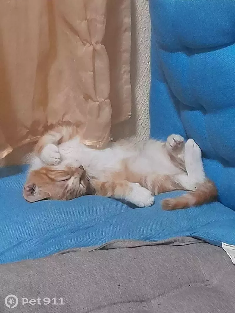 Пропала рыжая кошка с ошейником на улице Стойкости, 27 - photo