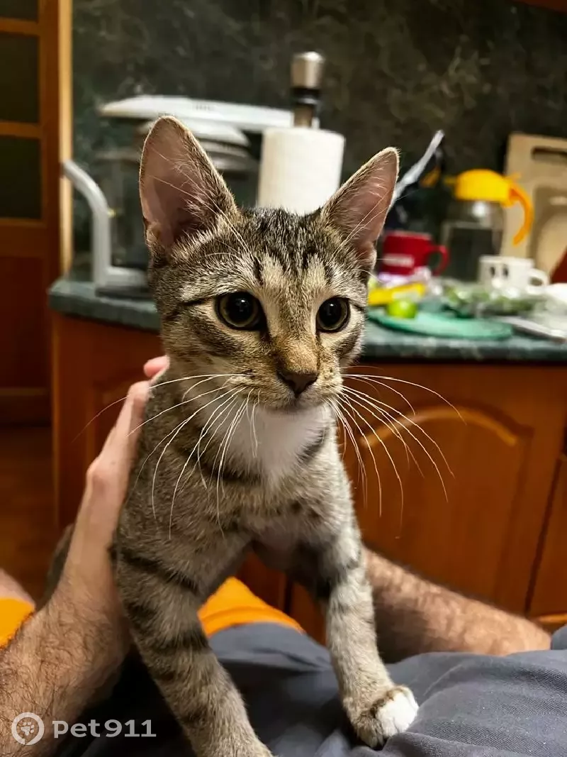 Пропала кошка на пр. Художников, 27 к1, СПб - photo