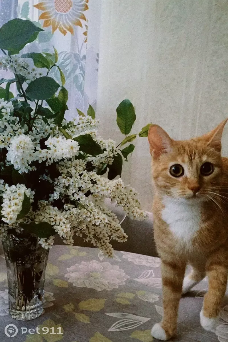 Пропала кошка Фея на Тимуровской, 26 к2, СПб - photo