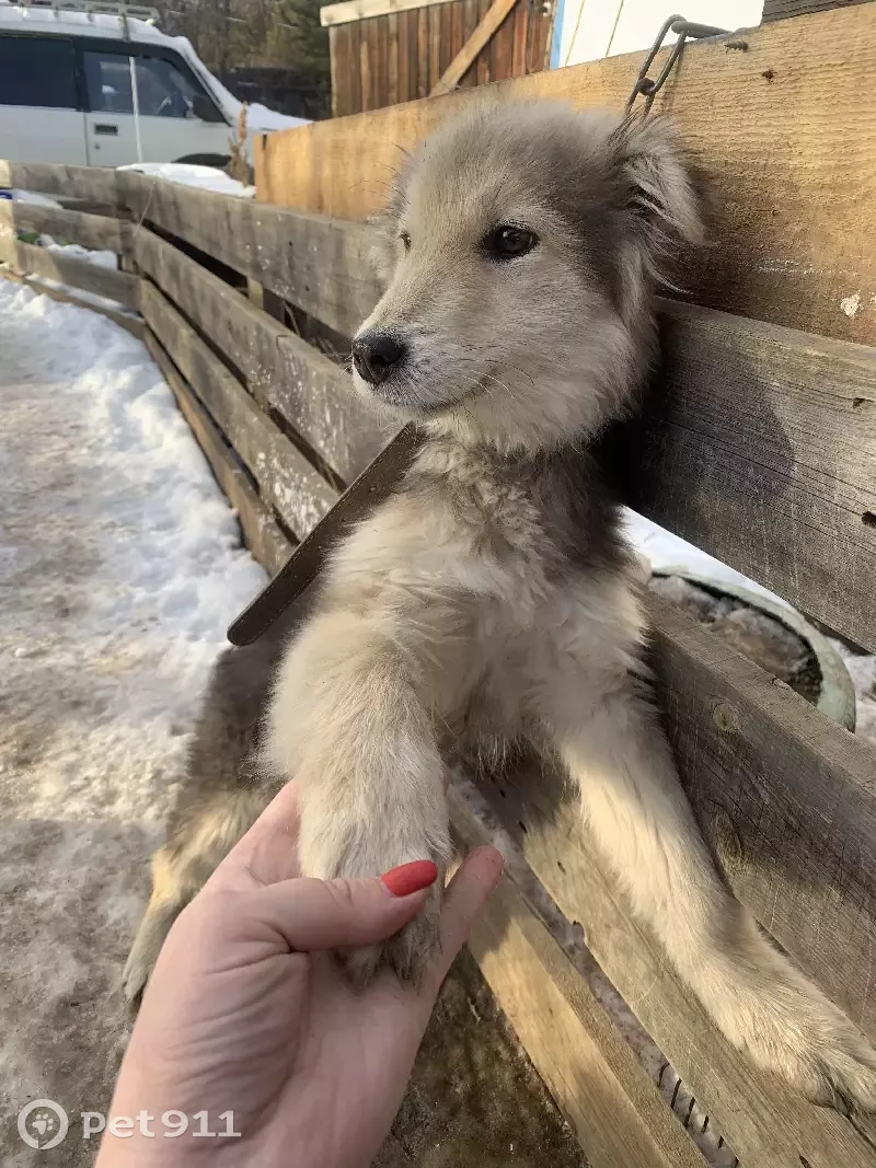 Щенок ищет новых хозяев в Чите и Атамановке | Pet911.ru