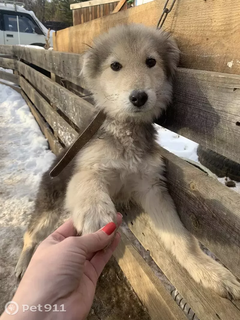 Щенок ищет новых хозяев в Чите и Атамановке | Pet911.ru