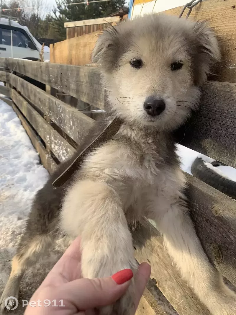 Щенок ищет новых хозяев в Чите и Атамановке | Pet911.ru