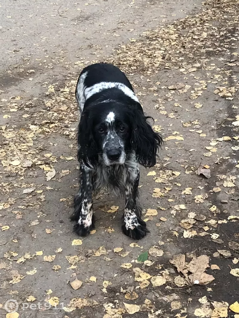 Найден русский охотничий спаниель на пр. Королёва, Королёв | Pet911.ru