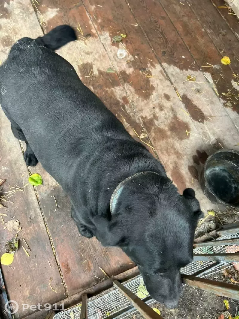 Найдена собака на Весенней улице, ищем хозяев - photo