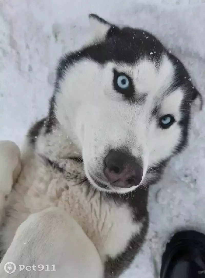 Пропала Хаски на Благодатной улице, Белый Яр | Pet911.ru