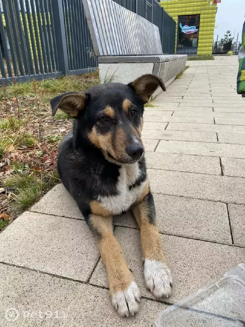 Собака Джой найдена в ЖК Саларьево, находится в барбершопе TOPGUN. - photo